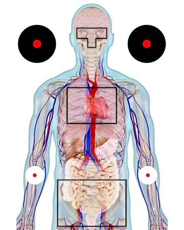 anatomical shooting targets, targets for shooting range, shooting targets for the range